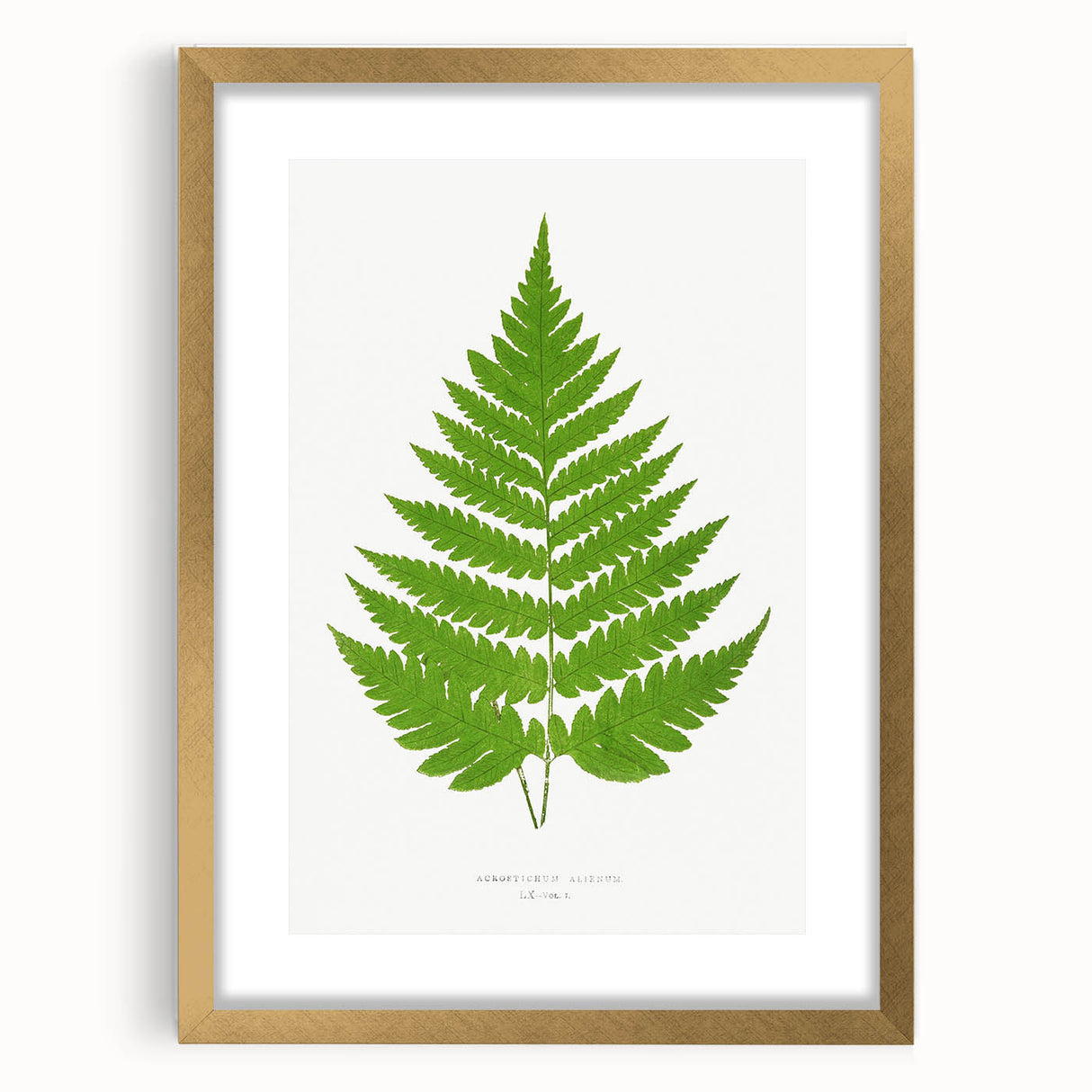 Realism Art Prints - Acrostichum Alienum Fern by Edward Joseph Lowe