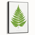 Realism Art Prints - Acrostichum Alienum Fern by Edward Joseph Lowe