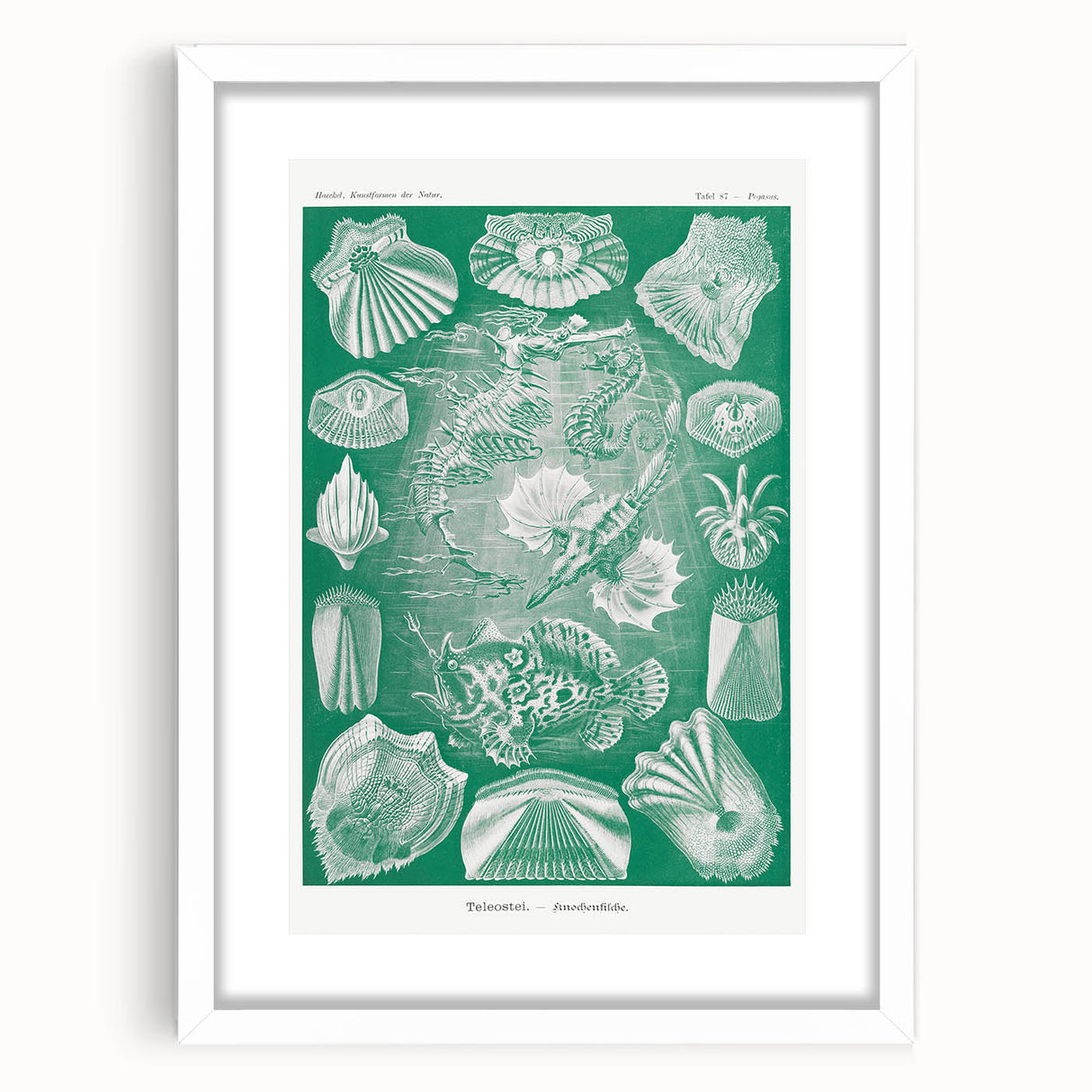 Modern Wall Art: Teleostei - Artistic Marine Biology Print