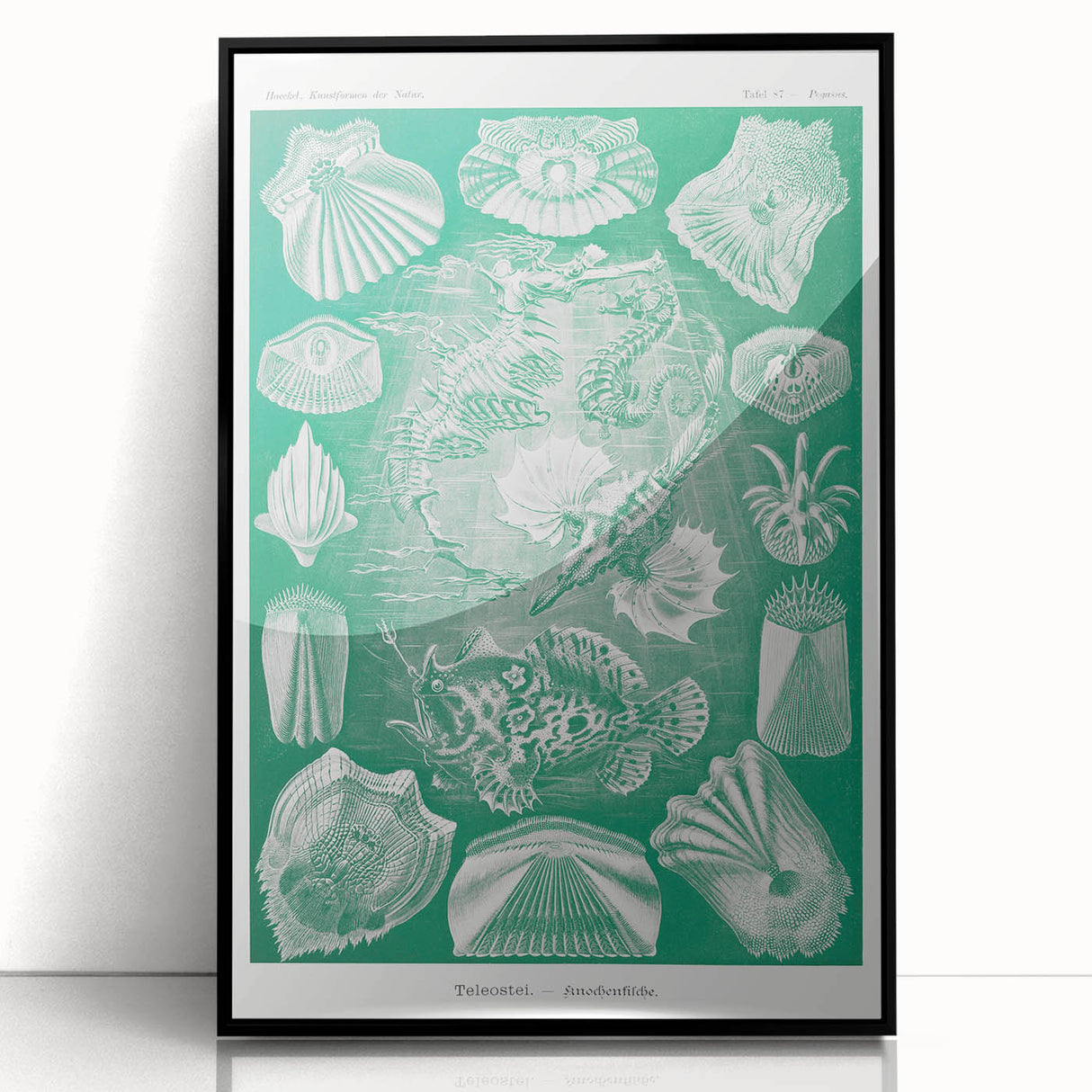 Modern Wall Art: Teleostei - Artistic Marine Biology Print