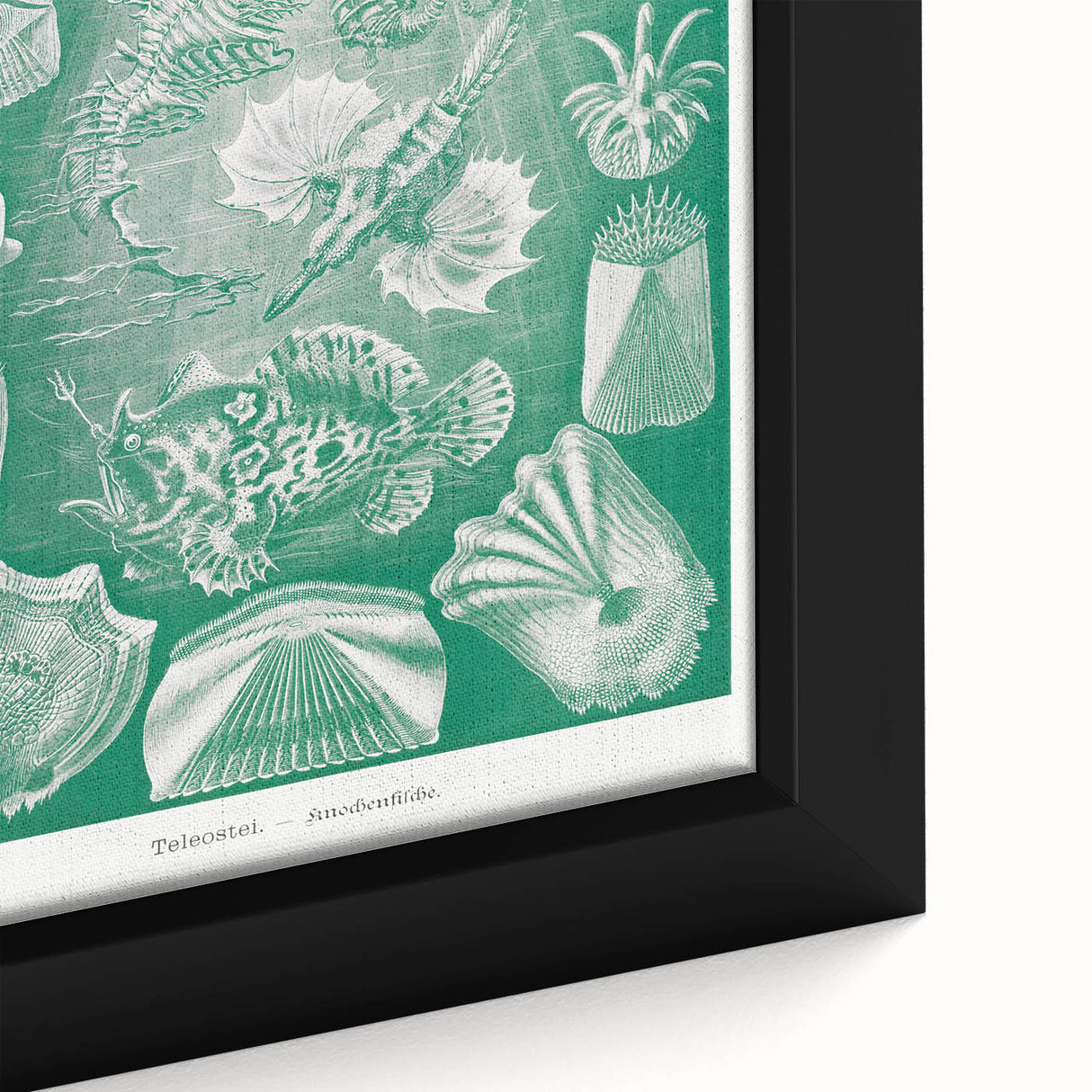 Modern Wall Art: Teleostei - Artistic Marine Biology Print