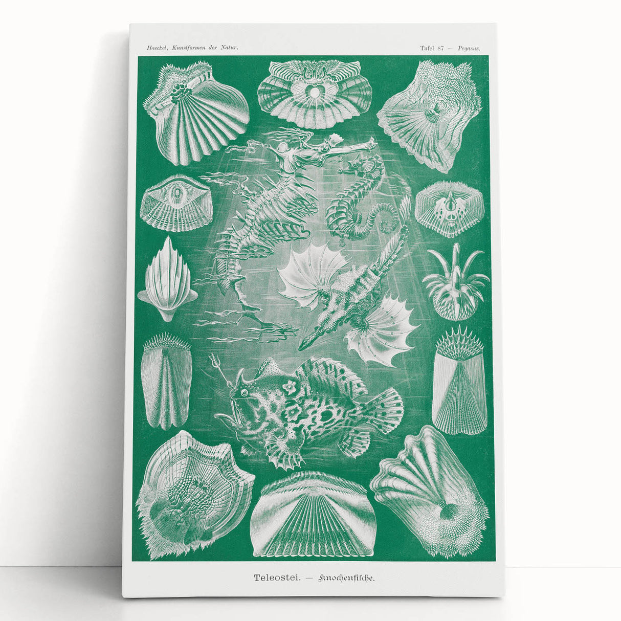 Modern Wall Art: Teleostei - Artistic Marine Biology Print