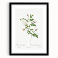 Neoclassical Silver-Flowered Hispid Rose Classical Art Print