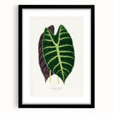 Romanticism Art: Alocasia Leaf Botanical Illustration Canvas Print