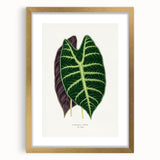 Romanticism Art: Alocasia Leaf Botanical Illustration Canvas Print