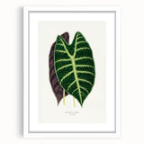 Romanticism Art: Alocasia Leaf Botanical Illustration Canvas Print
