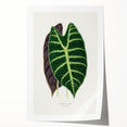 Romanticism Art: Alocasia Leaf Botanical Illustration Canvas Print
