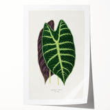 Romanticism Art: Alocasia Leaf Botanical Illustration Canvas Print