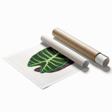 Romanticism Art: Alocasia Leaf Botanical Illustration Canvas Print