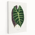 Romanticism Art: Alocasia Leaf Botanical Illustration Canvas Print