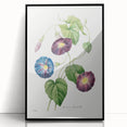 Neoclassical Morning Glory Star-Glory Floral Art Print