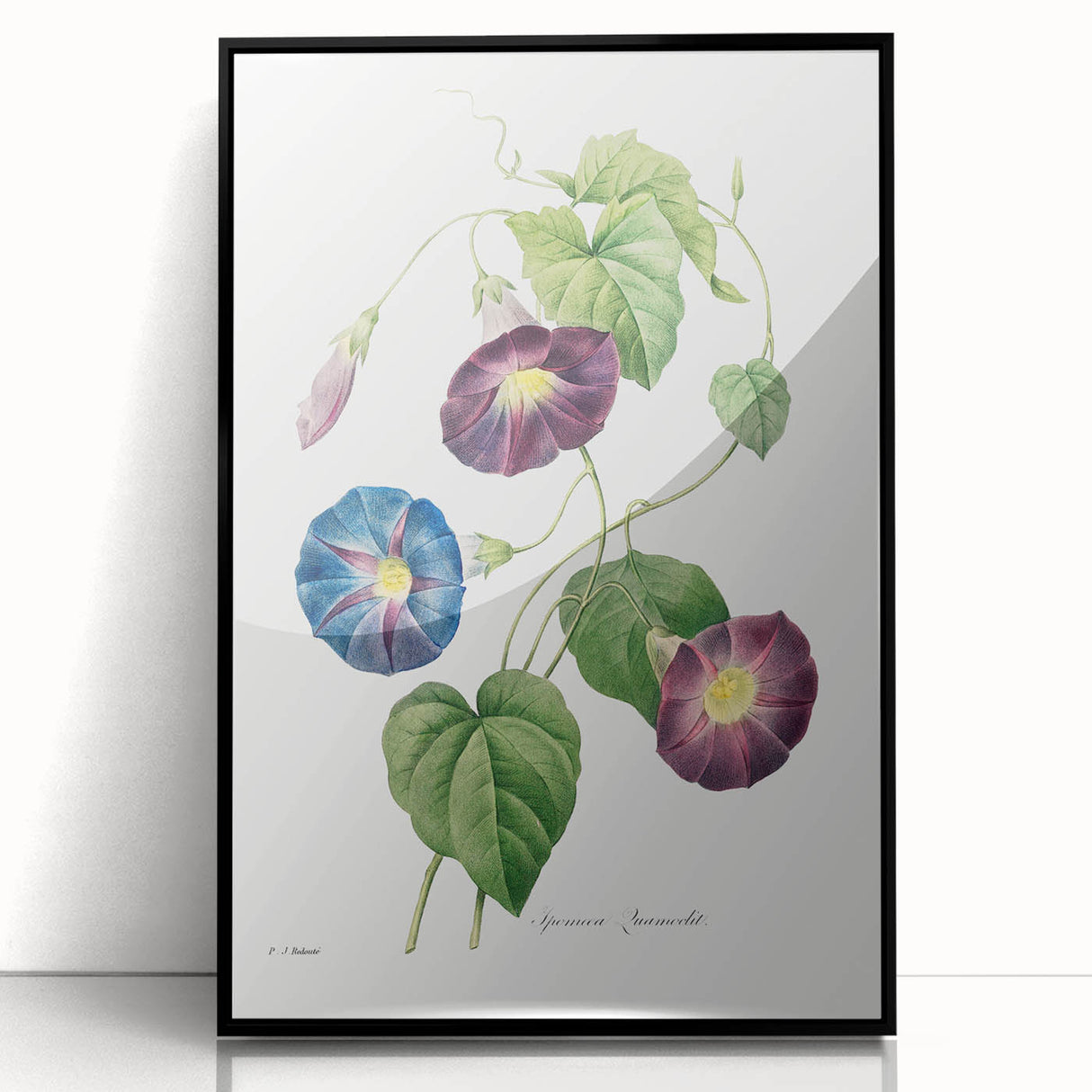Neoclassical Morning Glory Star-Glory Floral Art Print