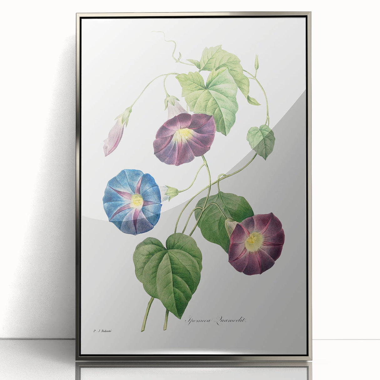 Neoclassical Morning Glory Star-Glory Floral Art Print