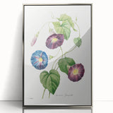 Neoclassical Morning Glory Star-Glory Floral Art Print