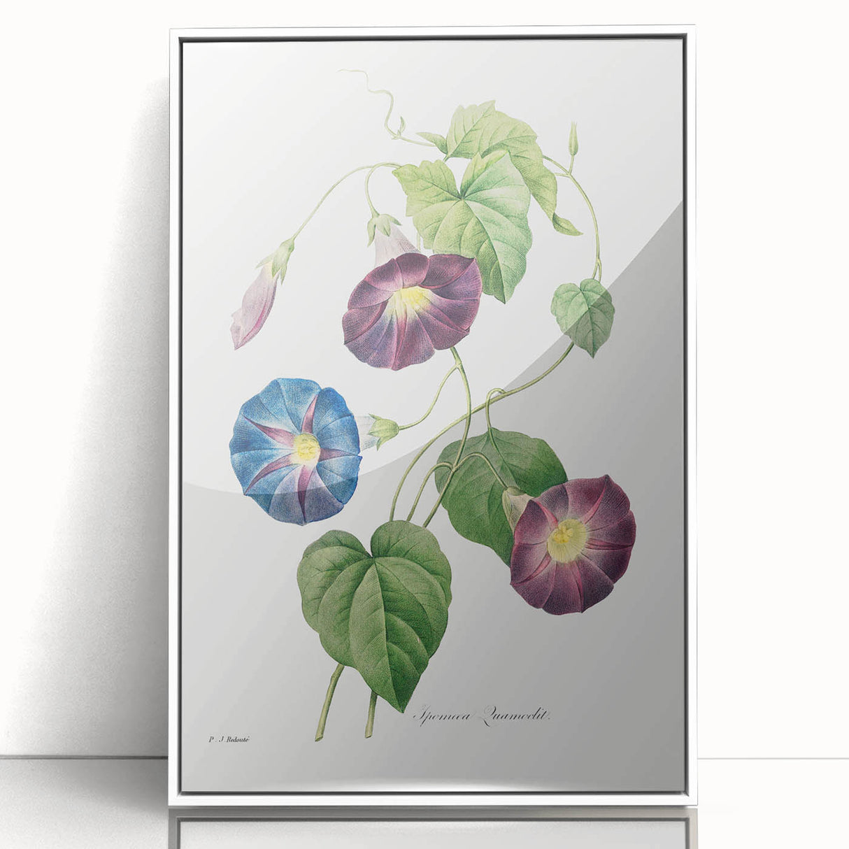 Neoclassical Morning Glory Star-Glory Floral Art Print