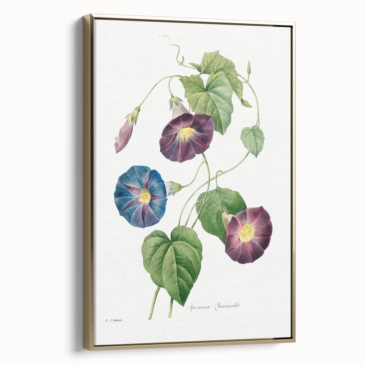 Neoclassical Morning Glory Star-Glory Floral Art Print