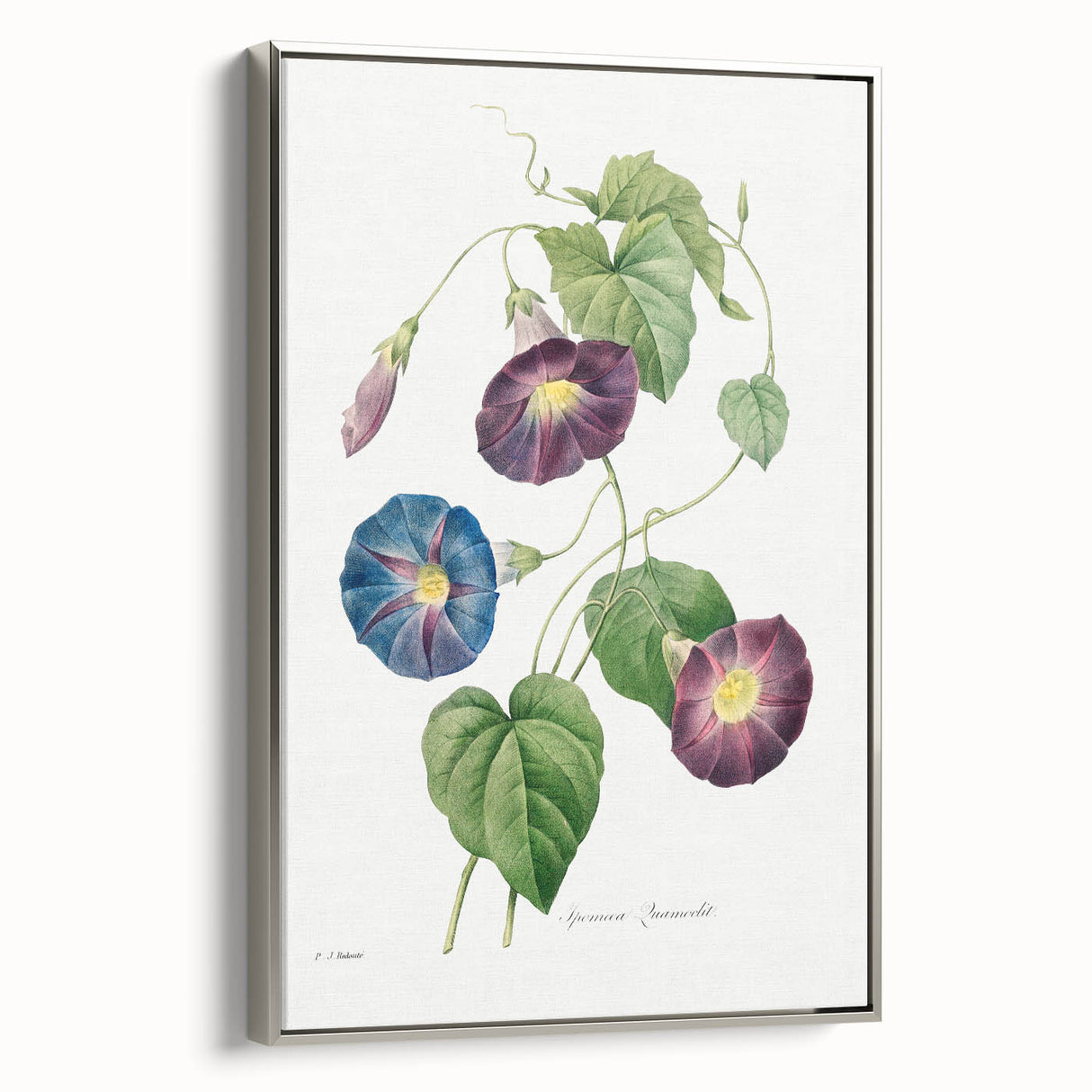 Neoclassical Morning Glory Star-Glory Floral Art Print