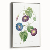 Neoclassical Morning Glory Star-Glory Floral Art Print