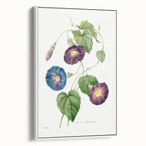 Neoclassical Morning Glory Star-Glory Floral Art Print