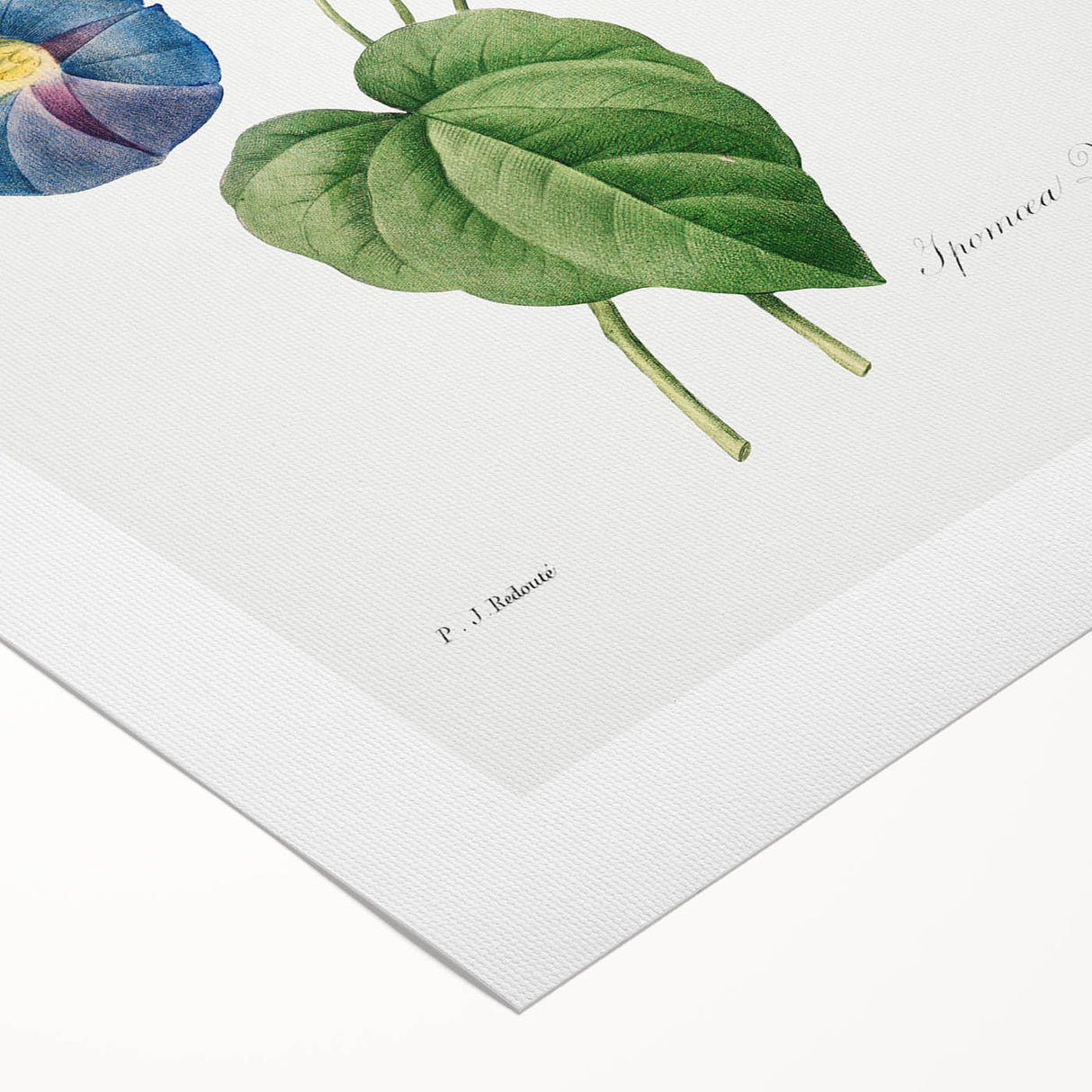 Neoclassical Morning Glory Star-Glory Floral Art Print