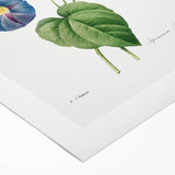 Neoclassical Morning Glory Star-Glory Floral Art Print