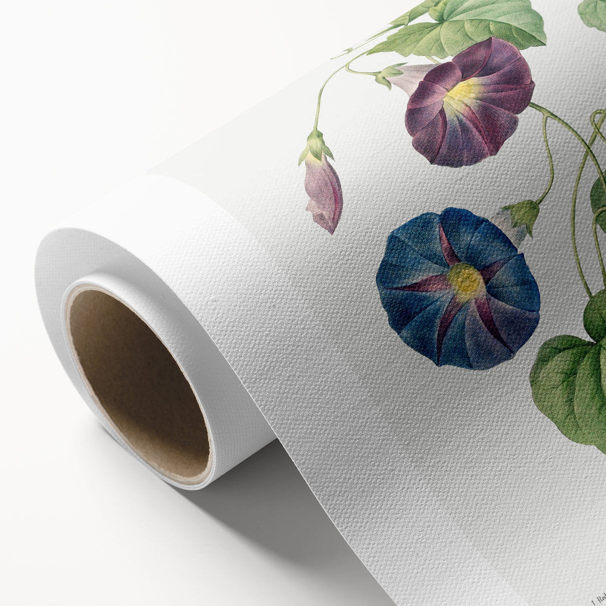 Neoclassical Morning Glory Star-Glory Floral Art Print