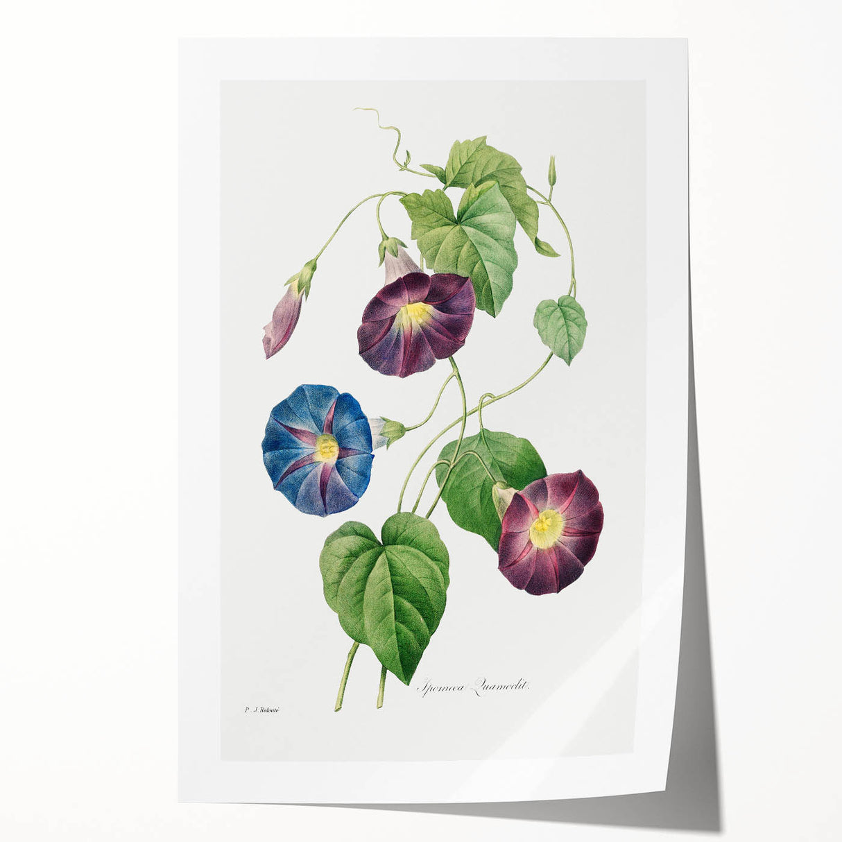 Neoclassical Morning Glory Star-Glory Floral Art Print