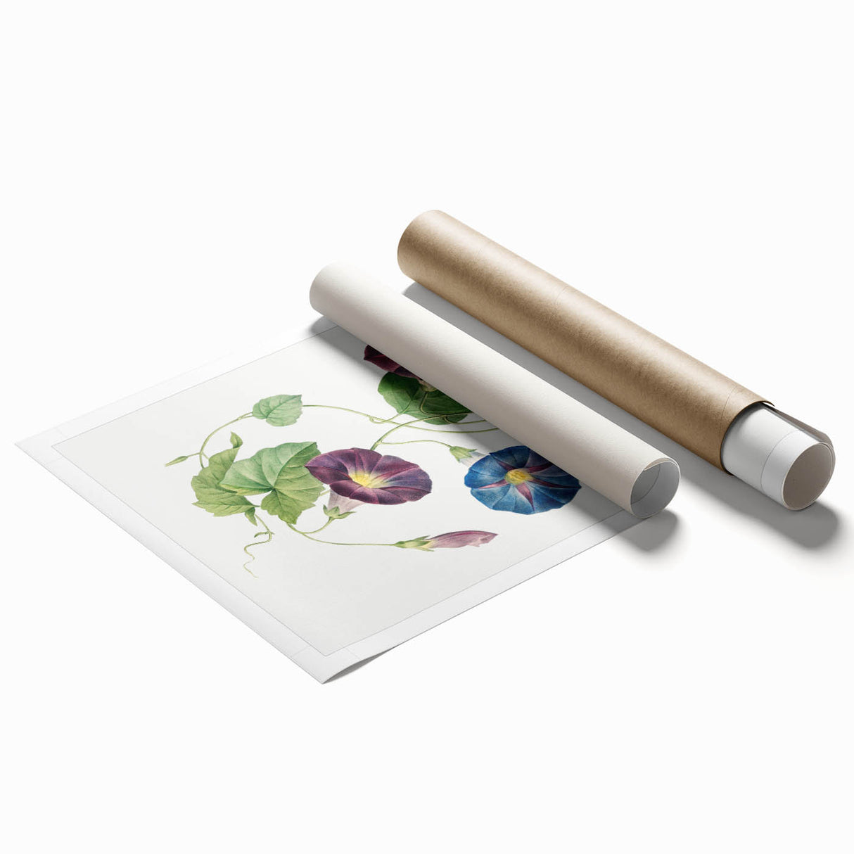 Neoclassical Morning Glory Star-Glory Floral Art Print