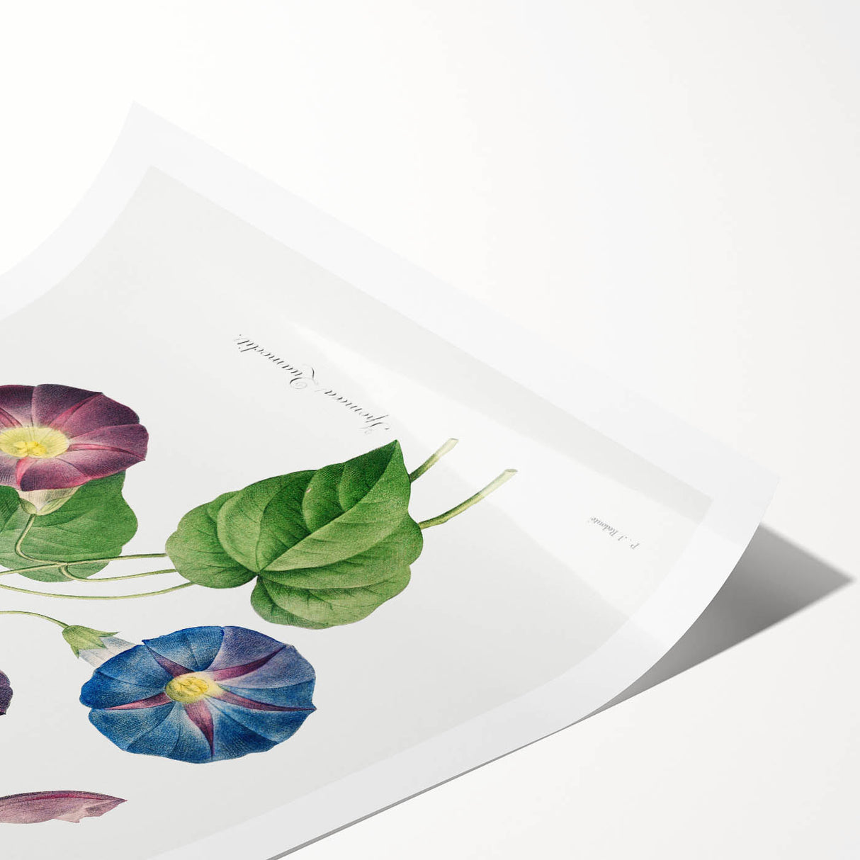 Neoclassical Morning Glory Star-Glory Floral Art Print