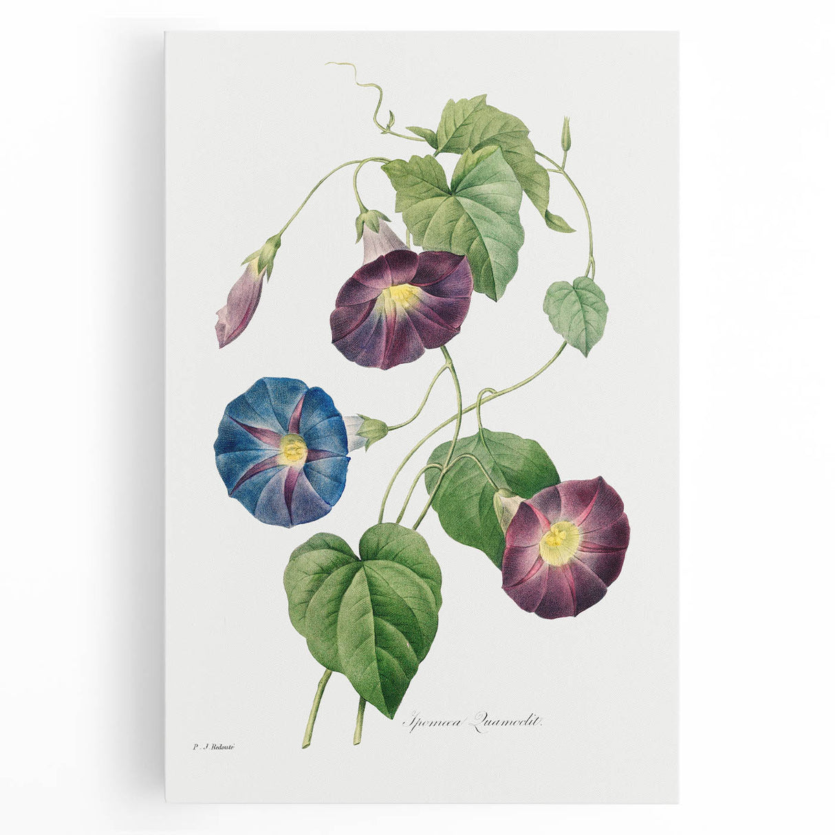 Neoclassical Morning Glory Star-Glory Floral Art Print