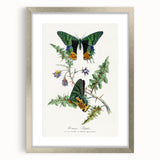 Romanticism Art: Vibrant Butterfly Illustration Canvas Print