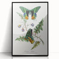 Romanticism Art: Vibrant Butterfly Illustration Canvas Print