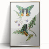 Romanticism Art: Vibrant Butterfly Illustration Canvas Print