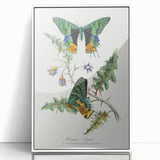 Romanticism Art: Vibrant Butterfly Illustration Canvas Print