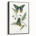 Romanticism Art: Vibrant Butterfly Illustration Canvas Print