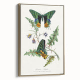 Romanticism Art: Vibrant Butterfly Illustration Canvas Print