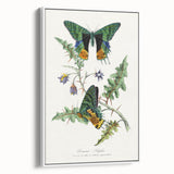 Romanticism Art: Vibrant Butterfly Illustration Canvas Print
