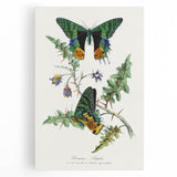 Romanticism Art: Vibrant Butterfly Illustration Canvas Print