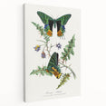 Romanticism Art: Vibrant Butterfly Illustration Canvas Print
