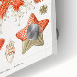 Modern Wall Art: Asteridea Design in Vibrant Coral Tones