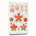 Modern Wall Art: Asteridea Design in Vibrant Coral Tones