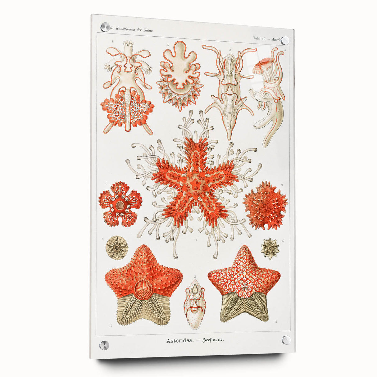 Modern Wall Art: Asteridea Design in Vibrant Coral Tones