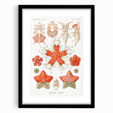 Modern Wall Art: Asteridea Design in Vibrant Coral Tones