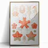 Modern Wall Art: Asteridea Design in Vibrant Coral Tones