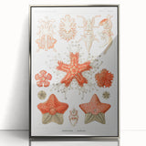 Modern Wall Art: Asteridea Design in Vibrant Coral Tones