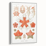 Modern Wall Art: Asteridea Design in Vibrant Coral Tones
