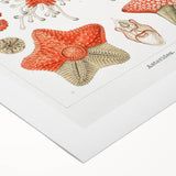 Modern Wall Art: Asteridea Design in Vibrant Coral Tones