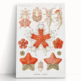 Modern Wall Art: Asteridea Design in Vibrant Coral Tones