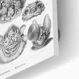 Modern Wall Art: Chiroptera Study - Contemporary Nature Print