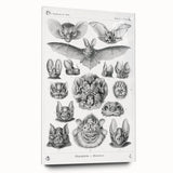 Modern Wall Art: Chiroptera Study - Contemporary Nature Print